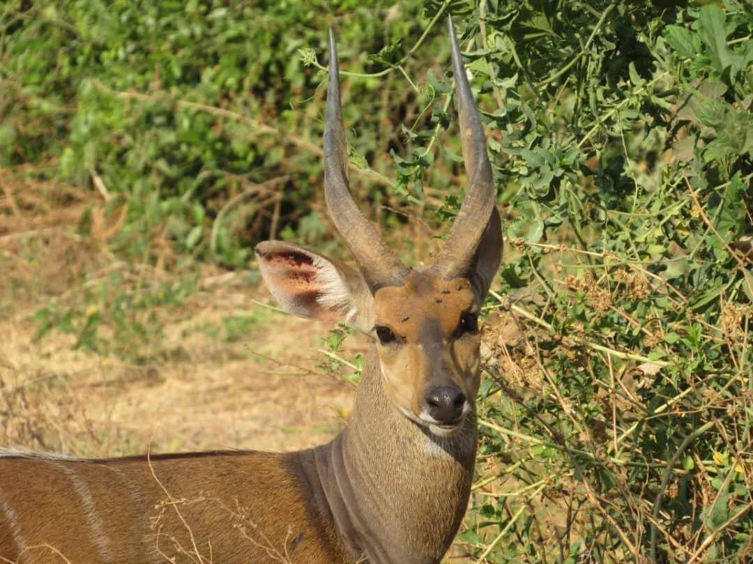 A bushbuck antelope standing in the bush