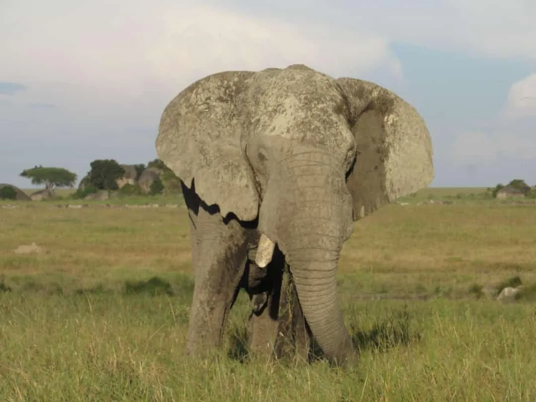 A bull elephant grazing on the open savanna