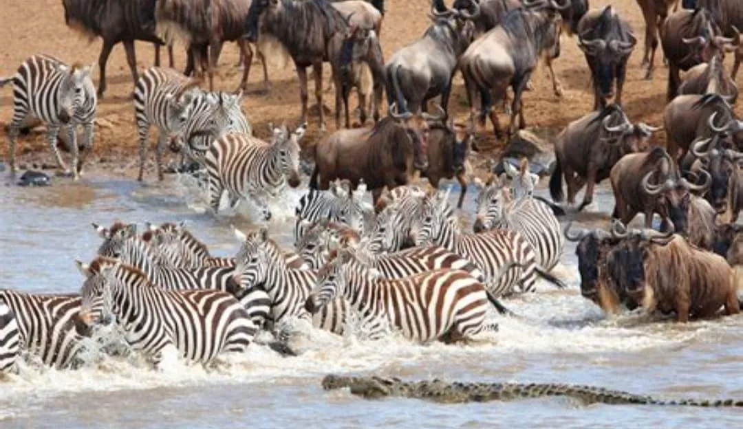 Zebra and wildebeest crossing a river during the great migration